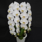 Phalaenopsis Sogo Yukidian'V3' B S